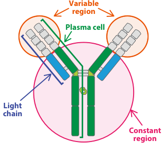 Illustration showing the basic structure of an antibody: two heavy chains and two light chains
