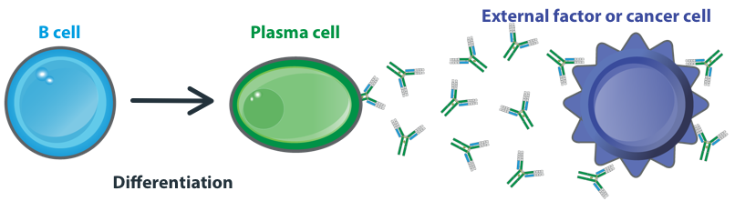 Schematic illustration of B cells differentiating into plasma cells that produce antibodies that bind to a target