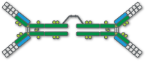 Structure of immunoglobulin A (IgA), which is composed of 2 units bound together