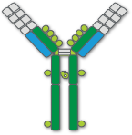 Structure of immunoglobulin D (IgD), composed of 2 heavy chains and 2 light chains