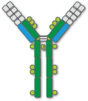 Structure of immunoglobulin E (IgE), composed of 2 heavy chains and 2 light chains