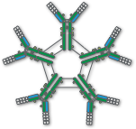 Structure of immunoglobulin M (IgM), composed of five units bound together